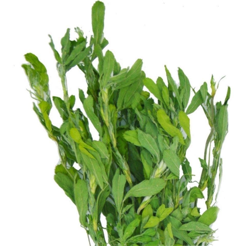 紫花苜蓿苜蓿干草饲料新鲜苜蓿草兔子兔干草牧草兔子草龙猫荷兰猪
