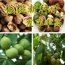 批发山核桃种子薄皮纸皮核桃种子胡桃羌桃种子种植文玩核桃树种子