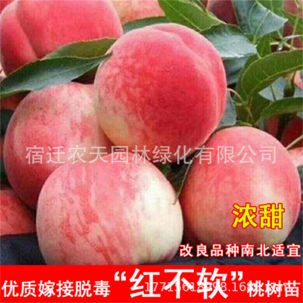 批发桃树果苗水蜜桃早熟晚熟盆地栽油桃锦绣黄桃南北方种当年小苗