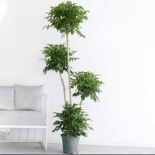 花卉绿植幸福树盆栽客厅好养室内绿宝中大型植物吸甲醛净化空气