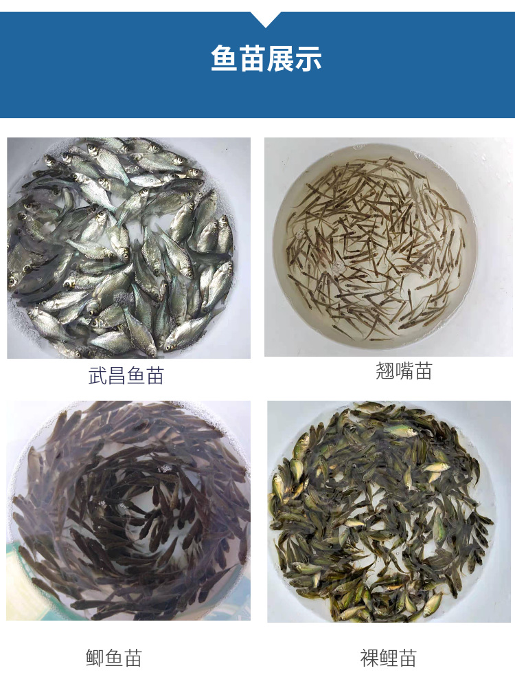 青鱼鱼苗 大青鱼苗螺丝青黑皖鱼活体大小鱼苗 包邮本地批发鱼苗