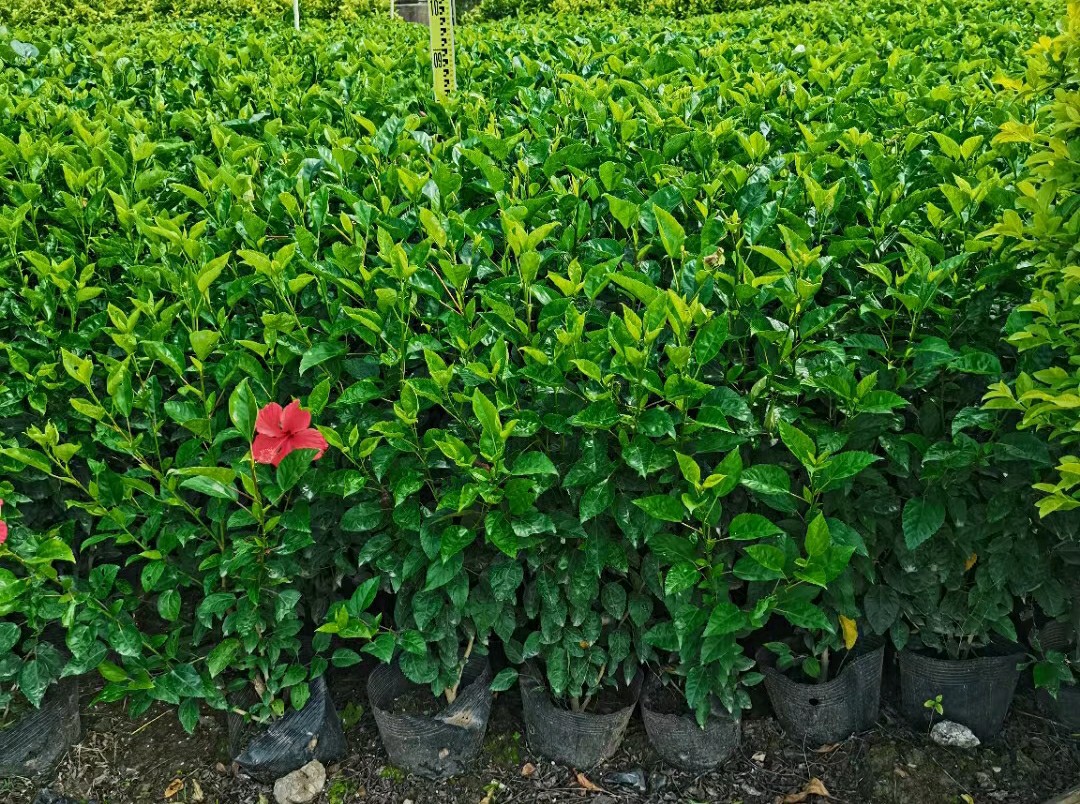 扶桑,朱槿球,青叶大红花,中山灌木绿植基地批发