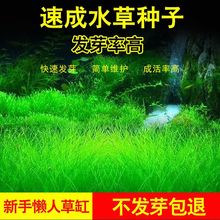 水草泥批发四季速成生态鱼缸水缸前景草坪造景大小对叶牛毛草籽