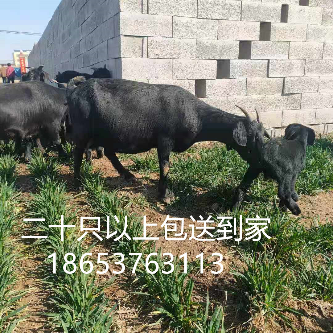 努比亚黑山羊 一只也发货 河南黑山羊价格 新疆黑山羊养殖利润