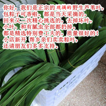 210片新鲜粽叶现摘芦苇叶端午节包粽子叶子手工挑选芦苇叶子