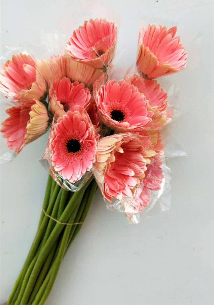 非洲菊鲜花批发扶郎花太阳花拉丝菊鲜花花店摆摊用花社区团购货源