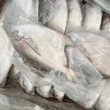 整箱大白鲳鱼银鲳鱼新鲜冷冻海鱼鲳鱼特大号无冰鲳鱼冰鲜非金鲳鱼