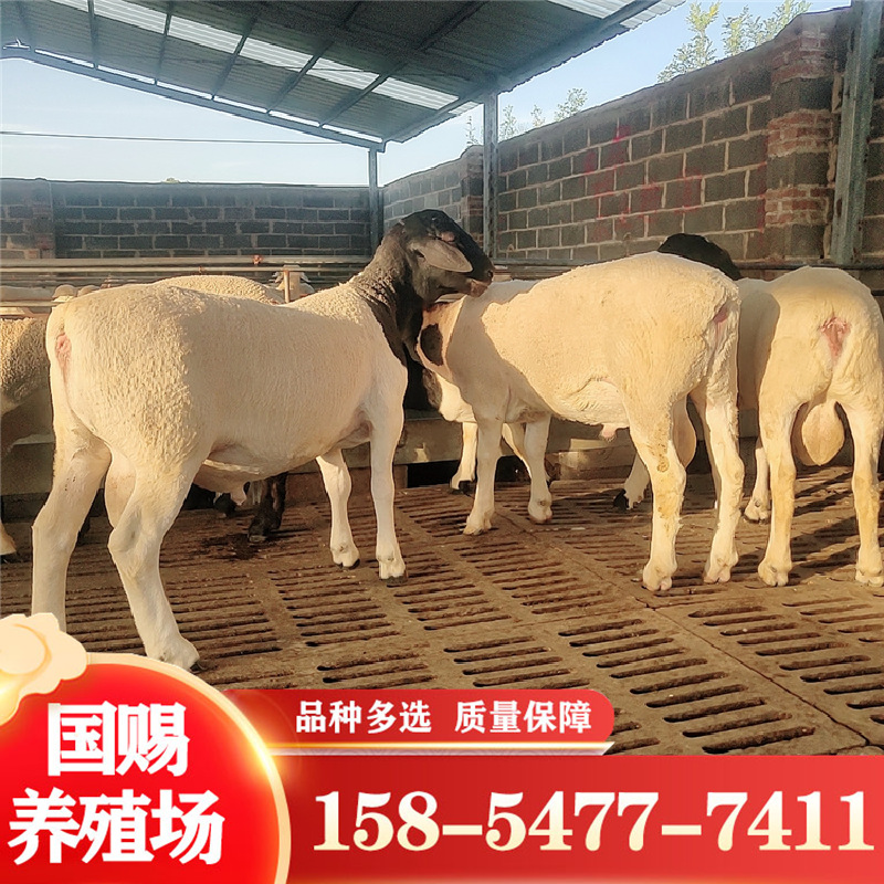 批发出售黑头杜泊绵羊小羊羔幼崽 怀孕大母羊种公羊繁殖育肥-阿里巴巴