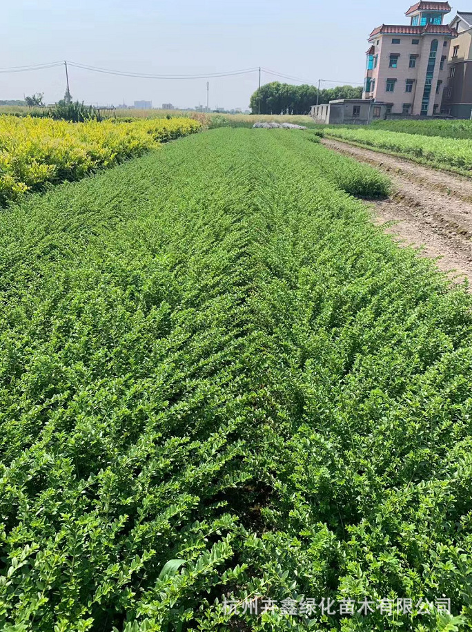 【基地大量批发】亮绿忍冬小杯/大杯/色块/匍枝亮绿忍冬/成活率高