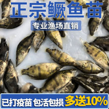 鳜鱼苗桂花鱼苗淡水养殖食用翘嘴鳜大眼鳜斑鳜鱼肉食活体鲈鱼鱼苗