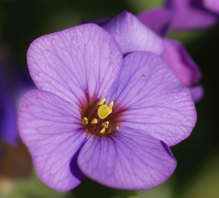 南庭芥种子优质的草花种子南庭芥 花卉种子观花植物发芽率高