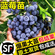 蓝莓树果苗盆栽带花带果庭院果树南方北方种植当年结果兔眼蓝莓苗