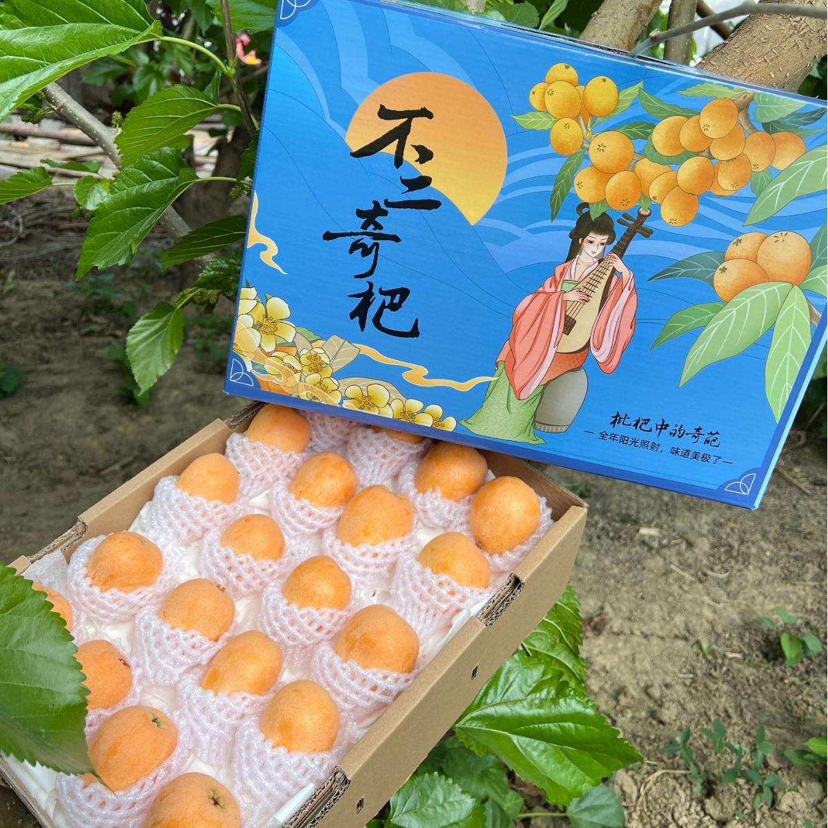 顺丰快递礼盒装四川大凉山高原枇杷早钟大五星米易枇杷非蒙自枇杷