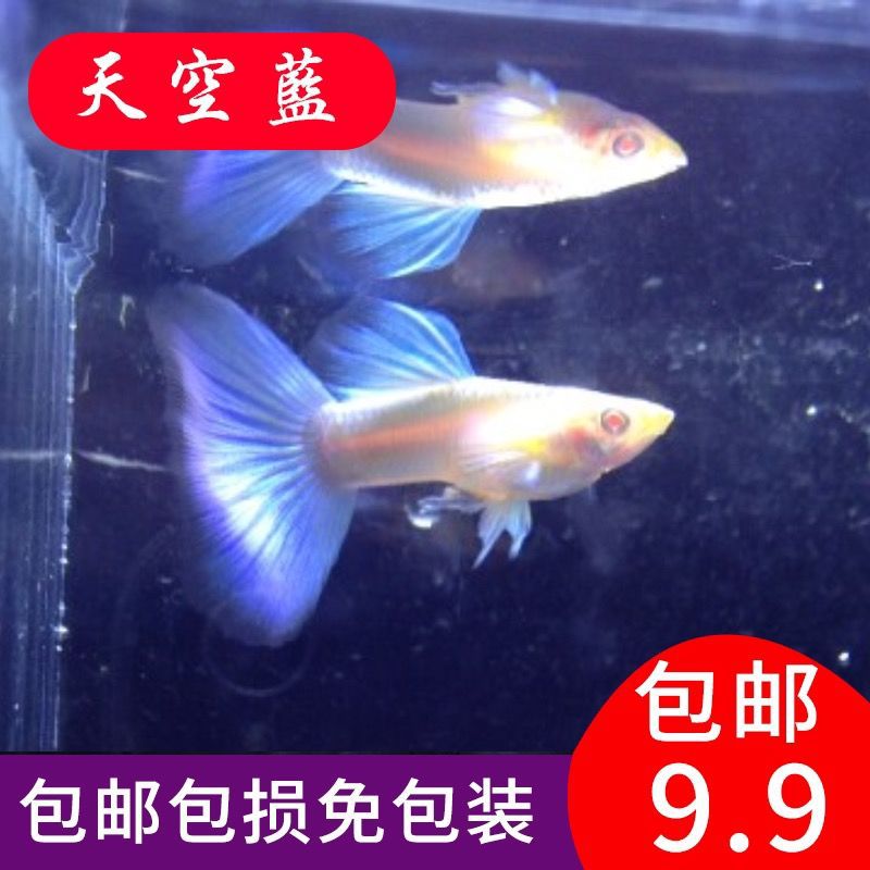 天空蓝蓝白孔雀鱼精品鱼活体小型鱼缎带蝶翼燕尾大c天空蓝淡水鱼