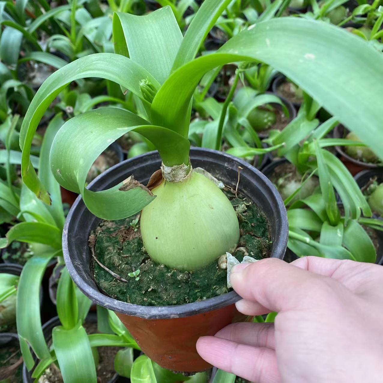 虎眼万年青盆栽海葱植物花卉旱三奇花虎眼叶子可食用自产自销庭院