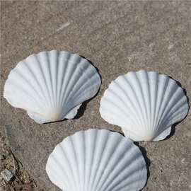天然贝壳白扇贝