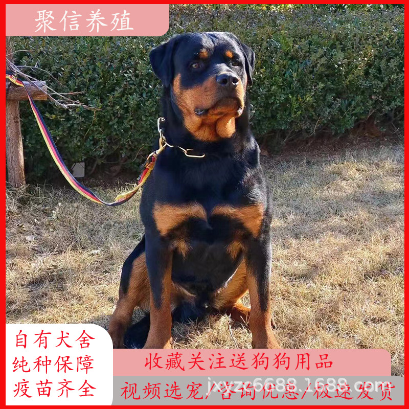 纯种罗威纳幼犬活体赛级双血统德系护卫犬罗威纳宠物狗狗-阿里巴巴