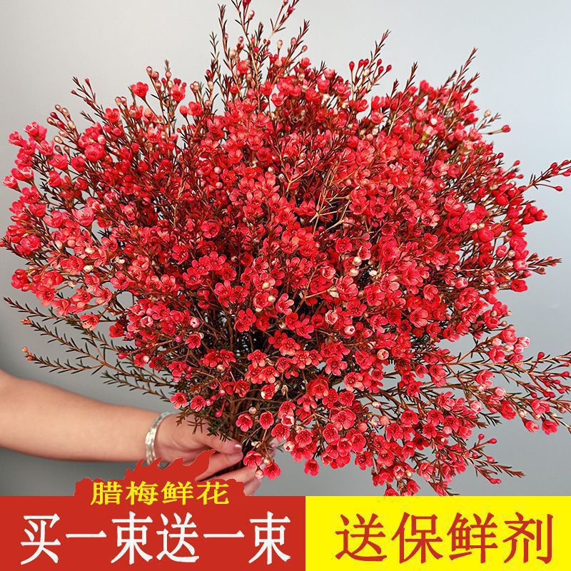 批发过年基地水养培腊梅花卉盆栽鲜花澳洲直发植物室内宵云南鲜切