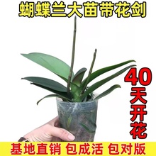 蝴蝶兰花苗带花剑带花苞盆栽兰花大苗客厅室内植物花卉四季开趣味