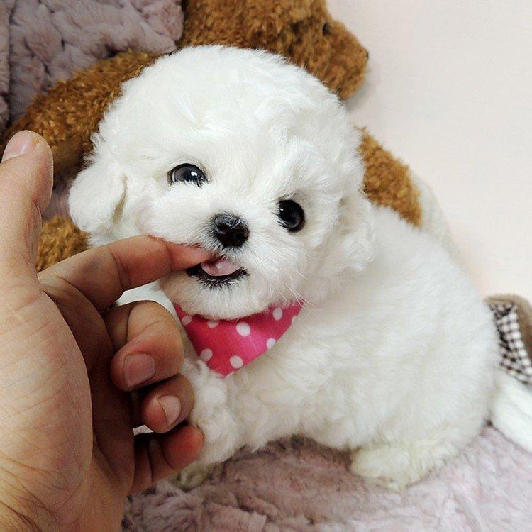 纯种比熊幼犬活体比熊犬泰迪犬小型犬茶杯犬博美犬茶杯犬宠物狗狗