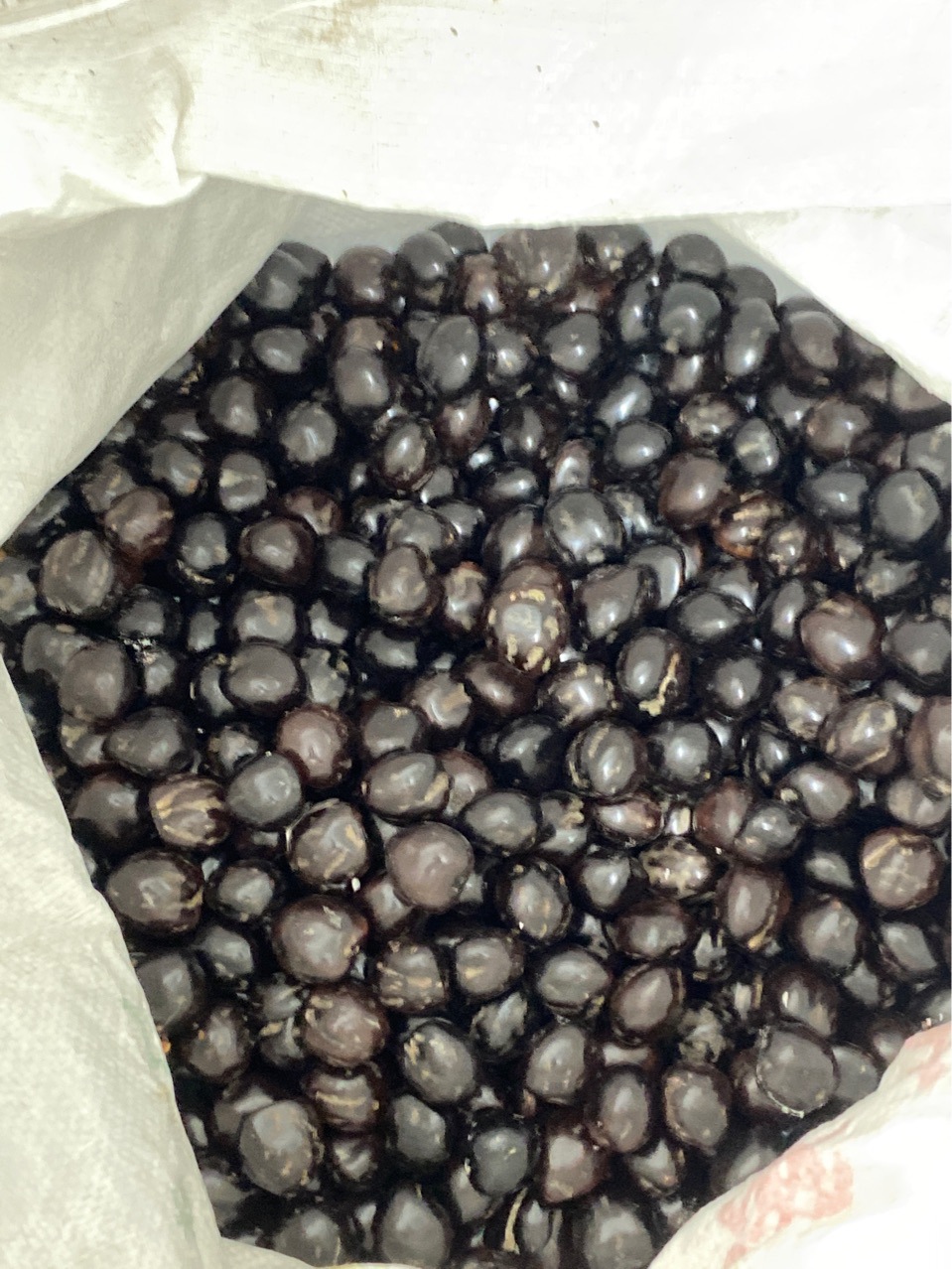 0成交2226kg产地直发平安豆 巴豆 罗汉豆 木腰子 过江龙子菩提子精抛