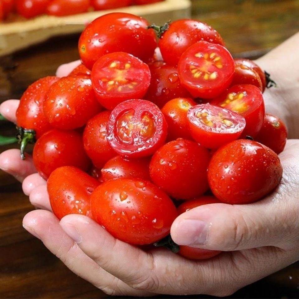 四川攀枝花千禧超甜小番茄圣女果新鲜水果蔬菜5斤包邮西红柿生吃