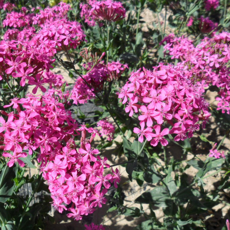 批发矮雪轮种子高雪轮种子观赏植物园艺花卉易种植-阿里巴巴