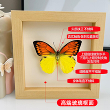 M3NO蝴蝶标本相框真蓝色稀有摆件礼物生日幼儿园展示框挂画昆虫摄