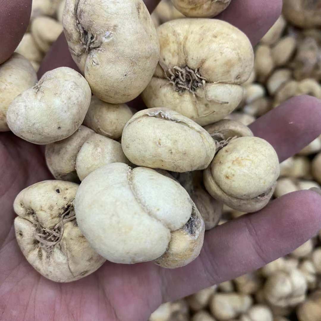 贝母中药材批发贝母 川贝母 松贝母贝母粉大贝母无熏硫承接各规格