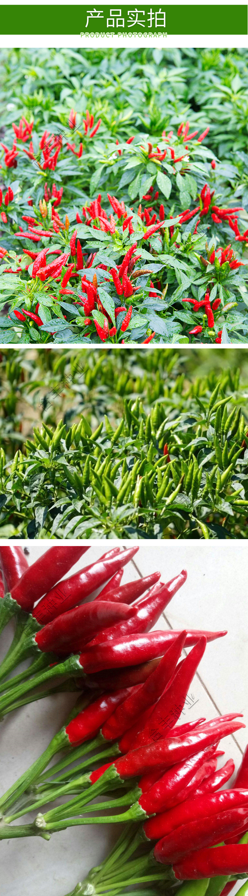 朝天椒种籽高产四季四川红辣椒盆栽特辣朝天椒种子种孑蔬菜种子