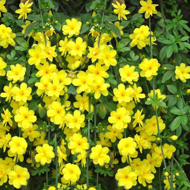 庭院阳台盆栽湿地绿化花坛护坡绿化植物 垂枝形迎春花苗盆栽批发