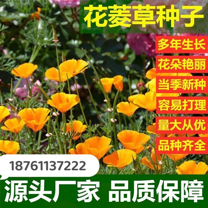 花菱草种子四季易种阳台花卉盆栽园林绿化花籽庭院花海设计花种籽