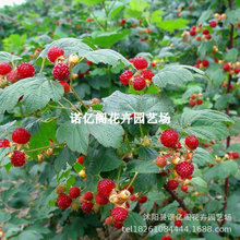 新品种盆栽果树苗木爬藤植物红树梅美洲红树莓苗一品红双季覆盆子