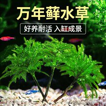 疯狂水草万年藓鱼缸水草植物造景阴性水草水陆缸植物前景水榕水草