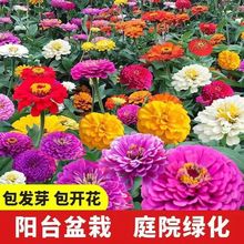 百日草花种子易养活四季开花花籽庭院室外各种花种子花海打造