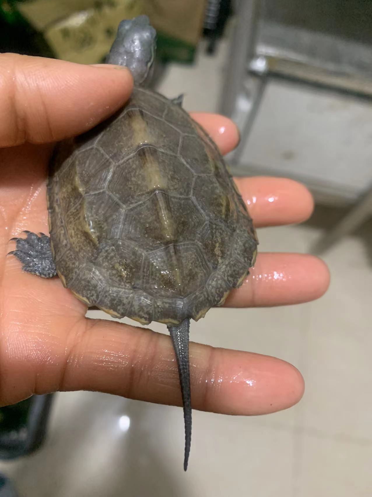 乌龟活体日本石龟杂草龟宠物招财家养小乌龟日石杂花草龟头苗外塘