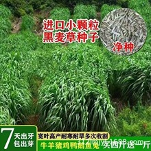 黑麦草种籽四季青多年生耐寒牧草种子鸡鸭牛羊四倍高产黑麦草子种