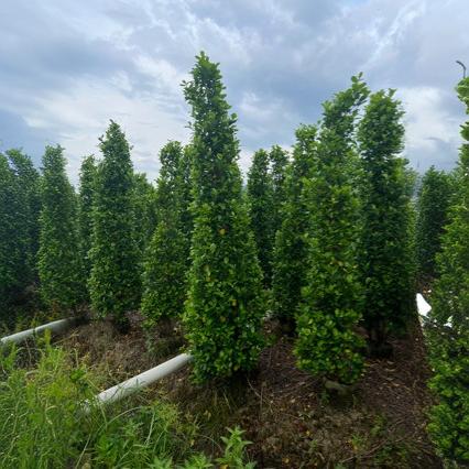 火山榕,金钱榕基地直销价格优惠榕树绿篱绿化墙-阿里巴巴