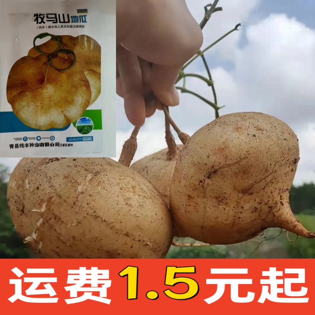 地瓜种子香甜四季牧马山凉薯种籽沙葛土瓜凉瓜特大蔬菜种子-阿里巴巴