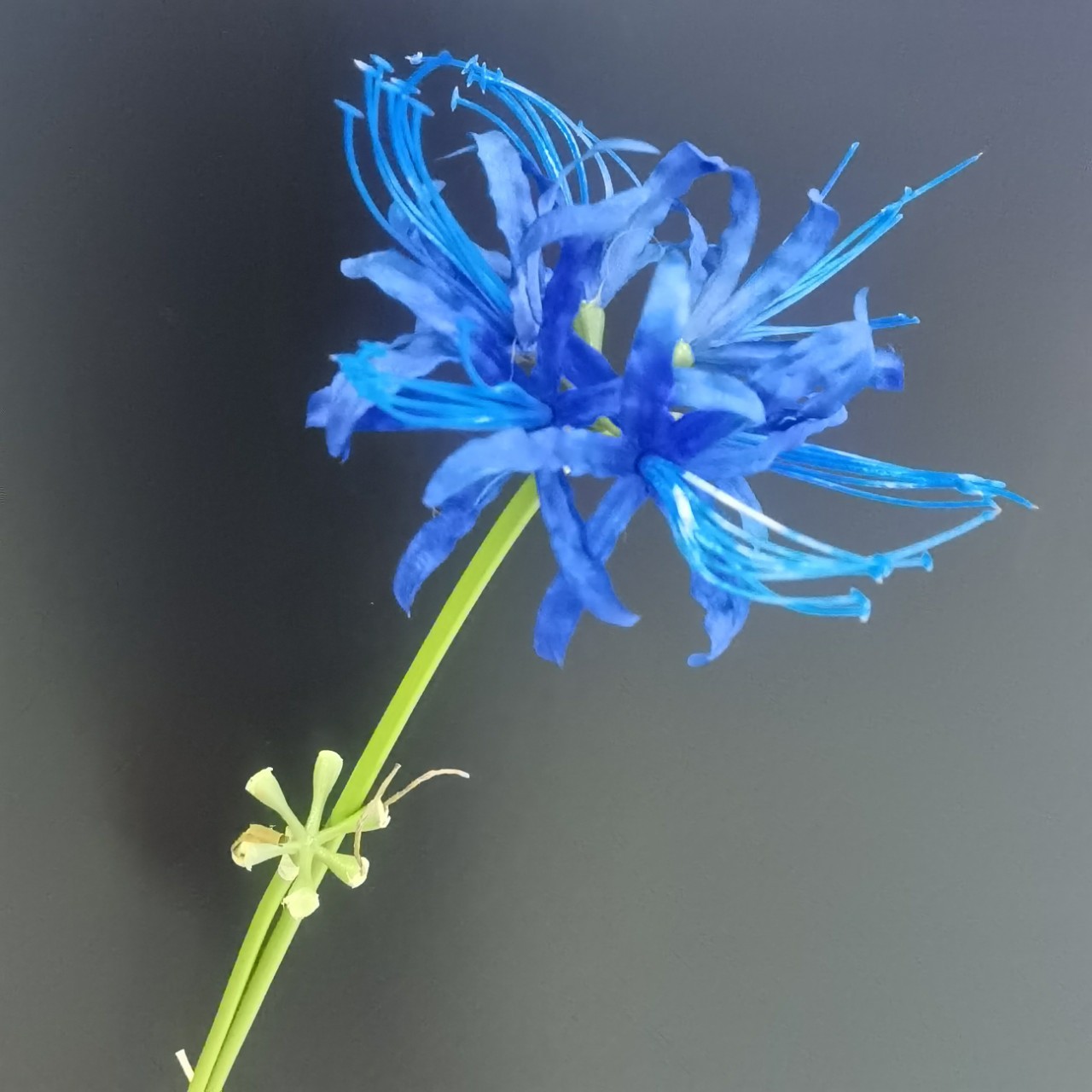 2叉彼岸花家居样板间影棚婚纱影楼拍照道具仿真花假花装饰批发