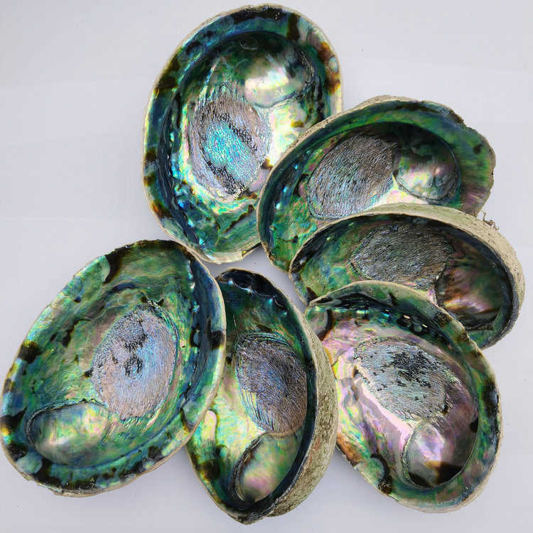 新西兰鲍鱼贝原材料 大量批发贝壳原材料抛光工艺家居摆件鲍鱼贝