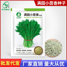 小茴香菜种籽阳台庭院四季菜种盆栽大蔬菜菜籽茴香蔬菜种子