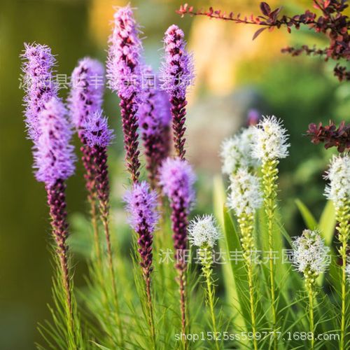 蛇鞭菊种子批发麒麟菊、猫尾花种子 基地直发 优质新种