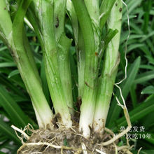 贵州老品种蔬菜苗大叶韭菜绿植宽叶韭菜石韭菜亥菜观音菜带根现发