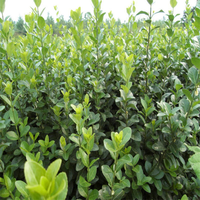 胶东卫矛苗道路工程绿化小苗公园造景绿篱植物四季常青盆栽卫矛球