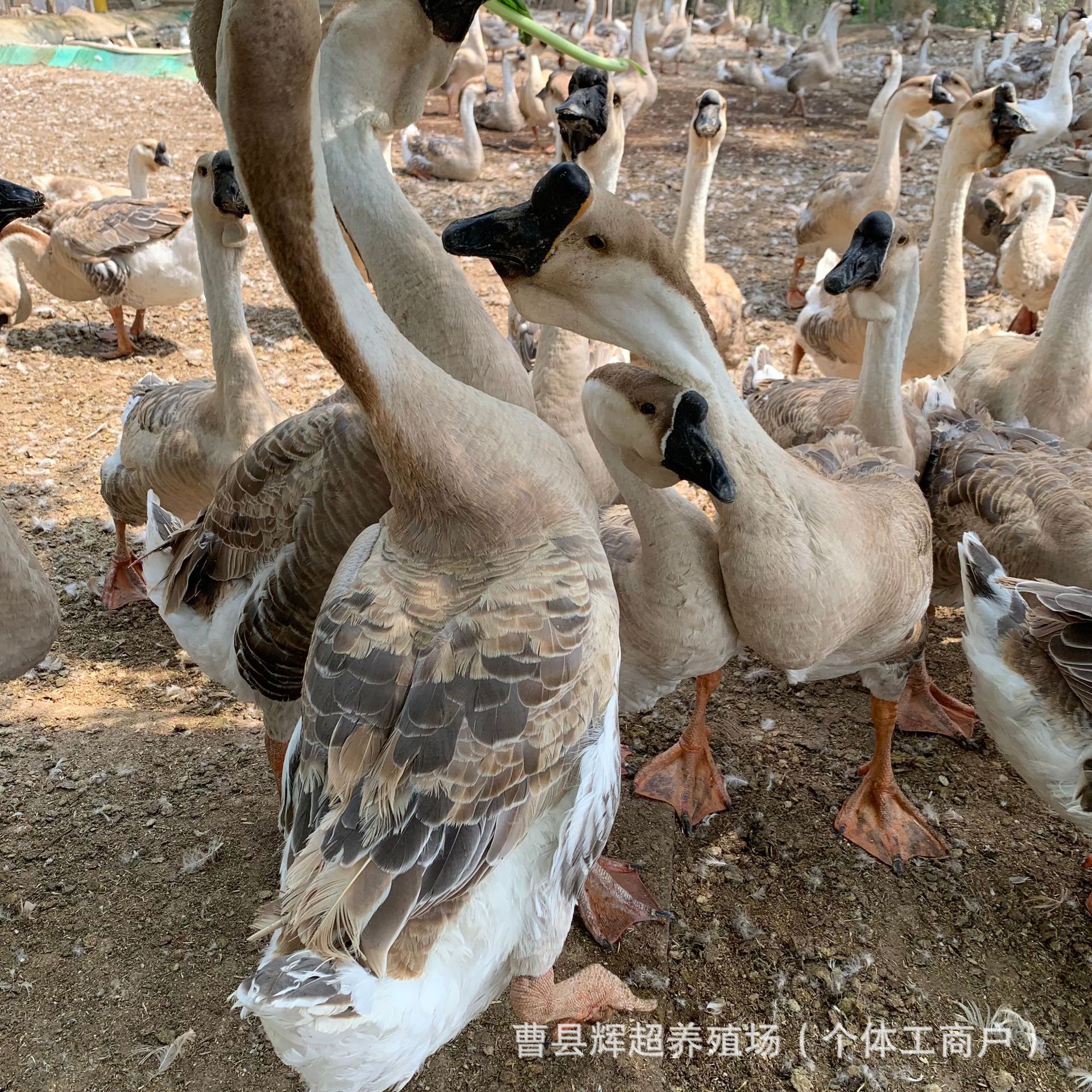 散养纯种狮头鹅苗活体出售狮头鹅脱温苗幼崽现货出壳苗狮头鹅种蛋