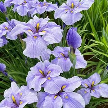 花菖蒲日本大花菖蒲玉蝉花水生植物宿根花卉生态浮岛庭院耐寒植物