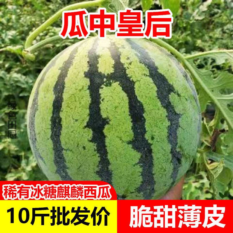 西瓜新鲜麒麟甜8424薄皮现摘应季无籽有籽水果速卖通独立站-阿里巴巴