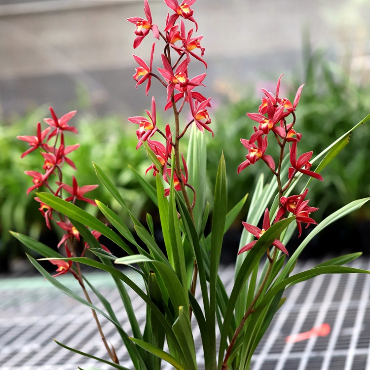 红美人兰花-红美人兰花厂家,品牌,图片,热帖-阿里巴巴