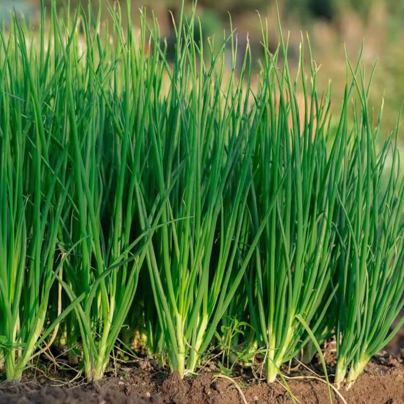 四季小香葱种子庭院阳台盆栽小葱蔬菜种子籽四季播易种蔬果菜种子